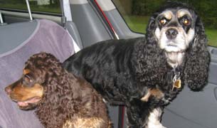 Reesy and Brigit in Car